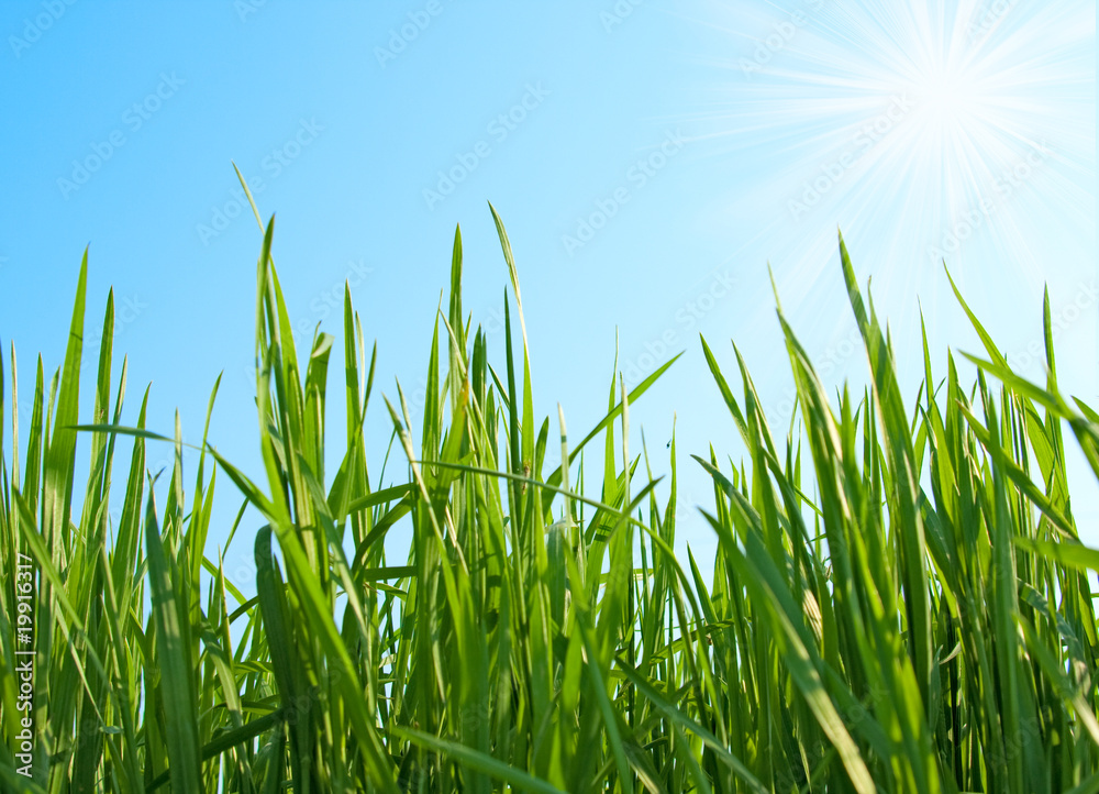 green grass on the sky background