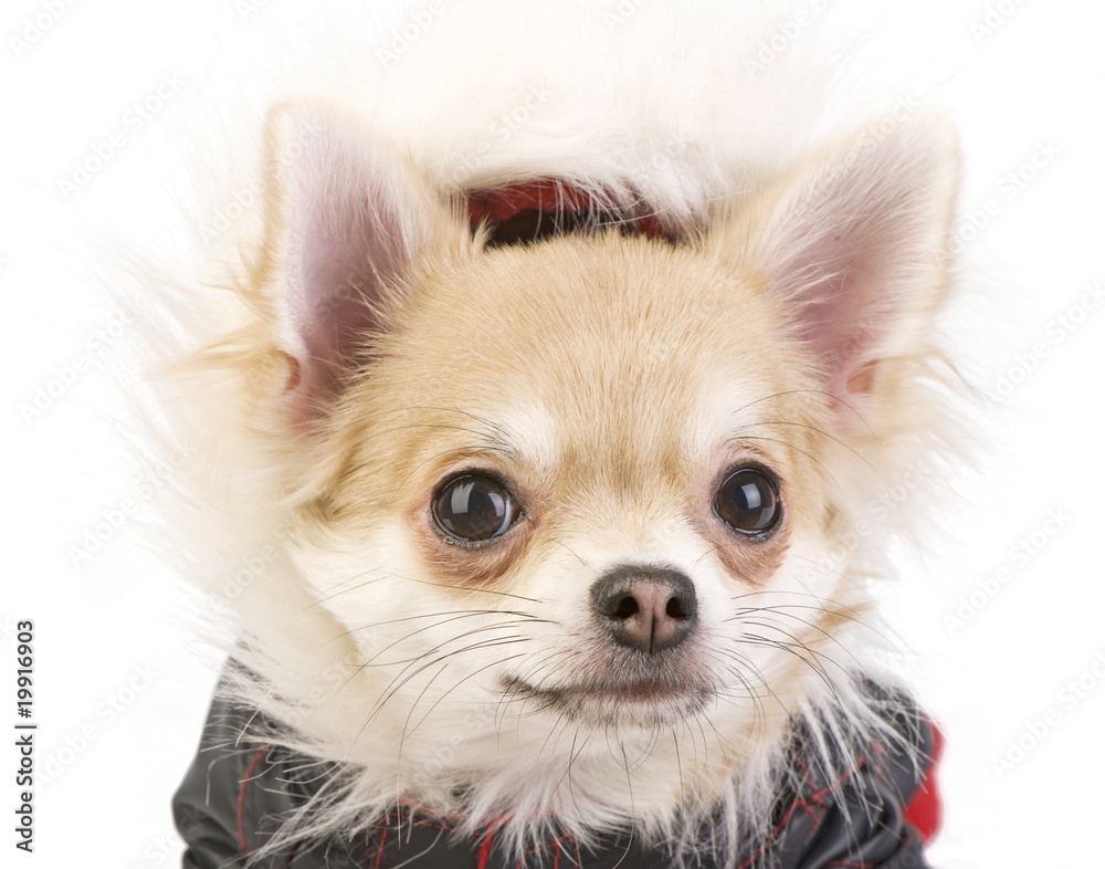 Chihuahua puppy in a fur hood portrait