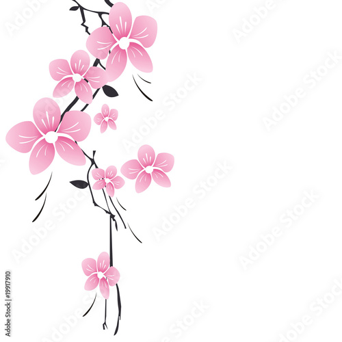 Carta da parati il sakura - Carta da parati Background with flower