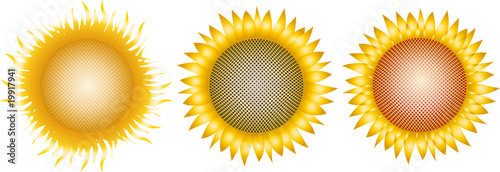 sunflowers