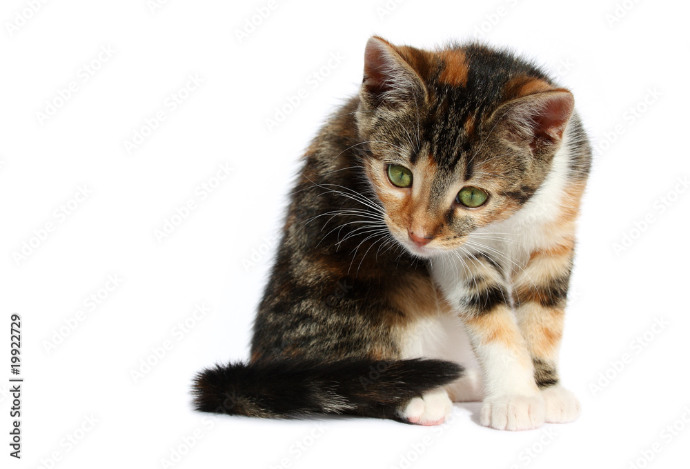 Obraz premium curious little cat 02