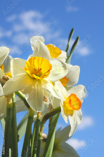 Fototapeta Naklejka Na Ścianę i Meble -  Flower Narcissus