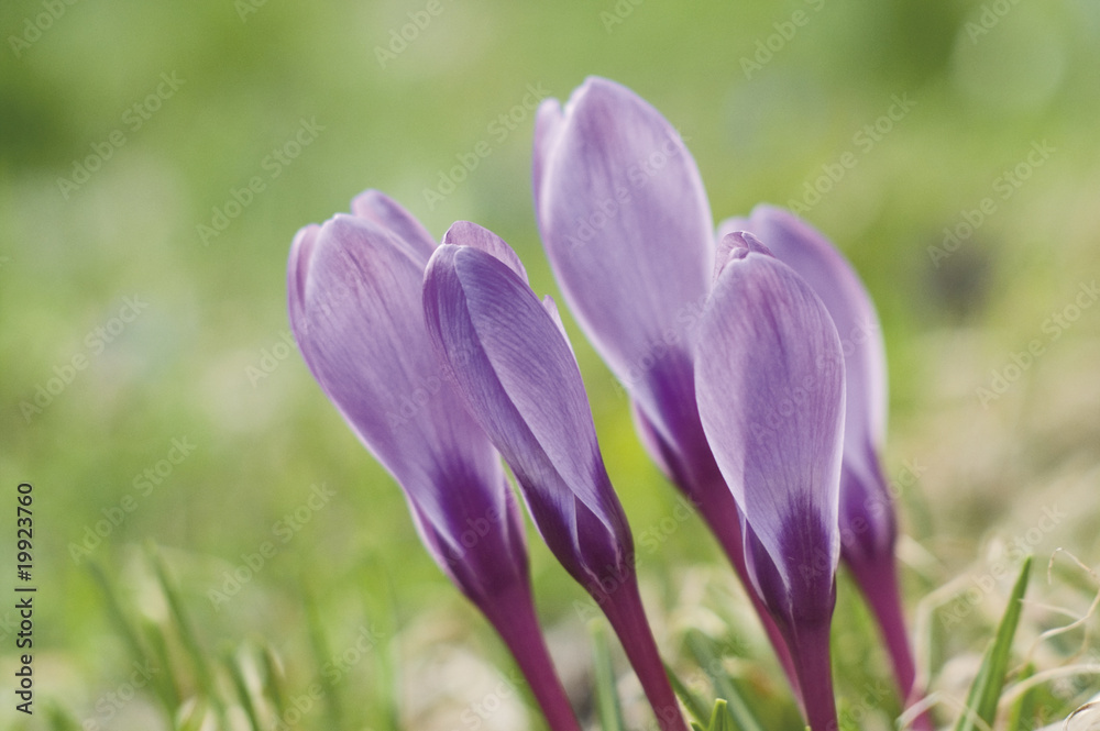 krokus 1 krokus 1