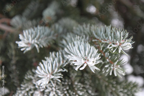 frosty pine needle © kvihauk