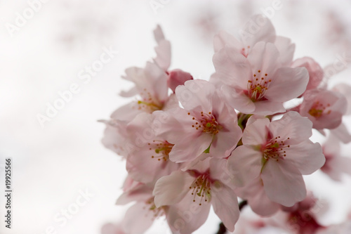 cherry blossom