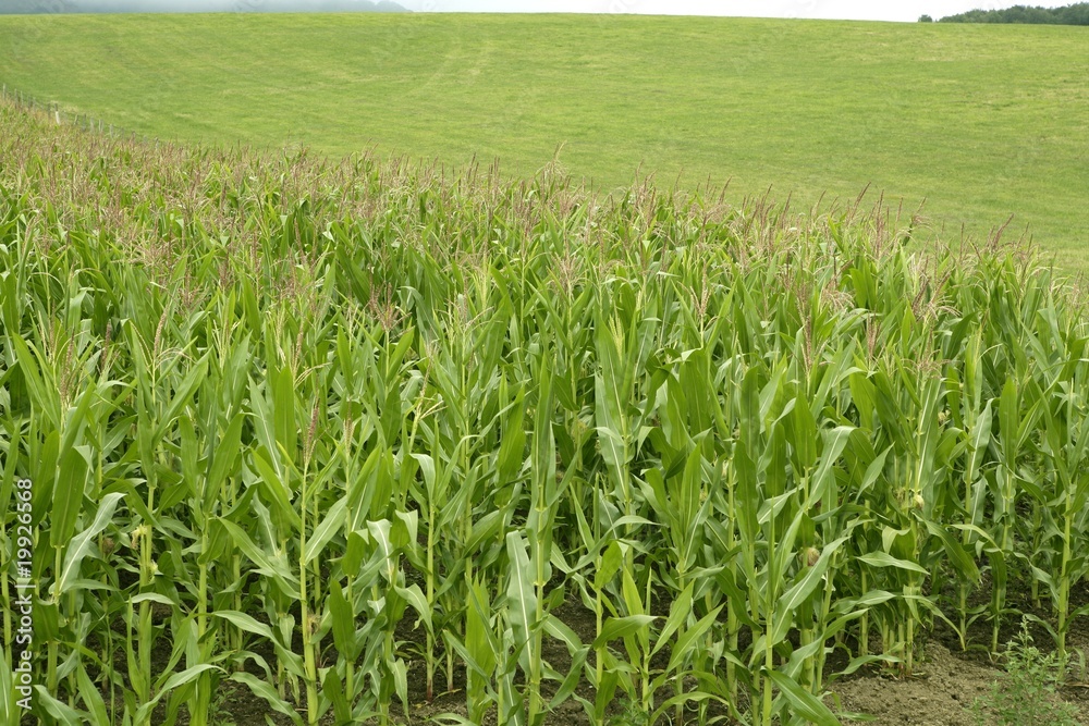 Obraz premium Corn green fields landscape outdoors