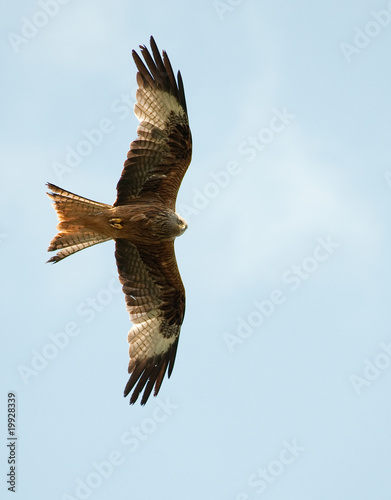 Red kite  Milvus milvus 