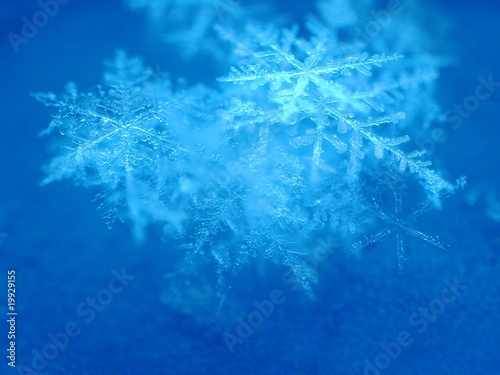 real snowflakes makro photo