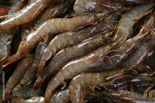 penaeus vannamei prawns shrimps pattern photo