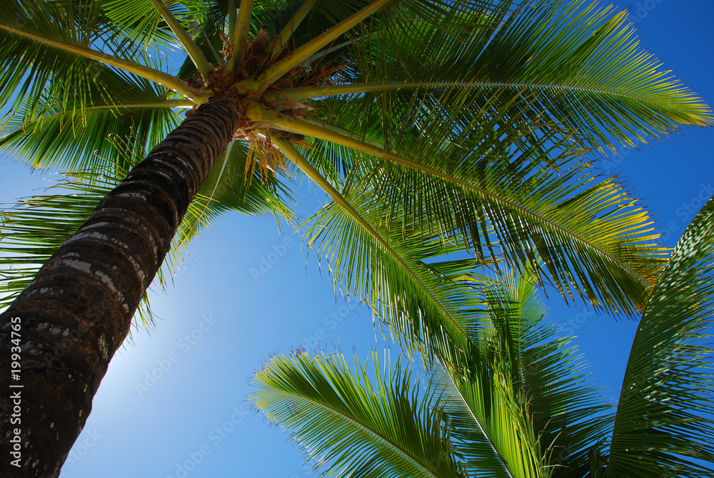 Fototapeta premium Palmeira