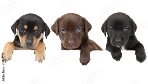 Fotografia Puppies banner