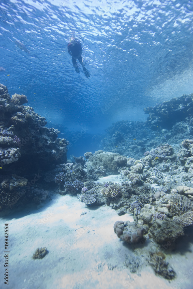 Fototapeta premium Snorkeler and coral reef
