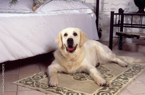 chien golden retriever allongé près du lit de ses maîtres photo