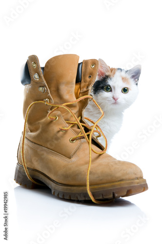 Little kitten and boot