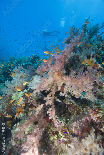 Fototapeta Naklejka Na Ścianę i Meble -  Vibrant coral sea