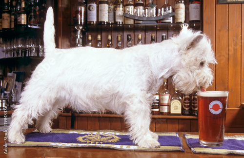 Tableau sur toile chiot westie dans un pub écossais, fidèle à ses origines