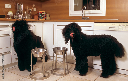 deux grands caniches prenant le repas dans la cuisine