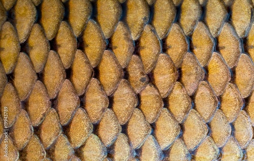 fish scales texture