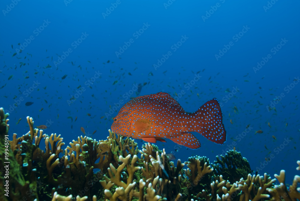 Fototapeta premium Vibrant coloured tropical fish