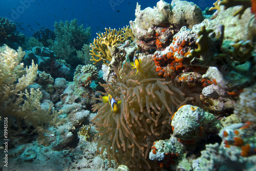 Red sea anemonefish  amphiprion bicinctus 