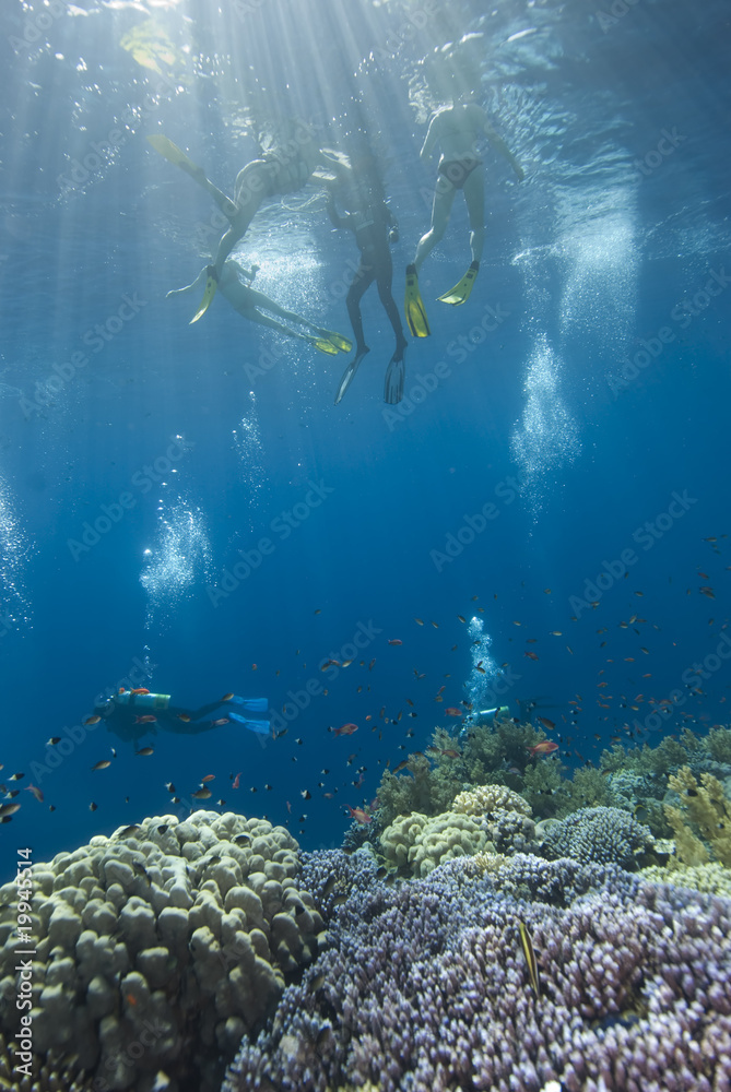 Fototapeta premium Fun in the sea