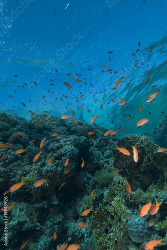 Fototapeta Naklejka Na Ścianę i Meble -  School of golden tropical fish