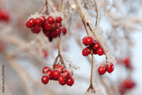 Arrowwood berries on ice-covered branches