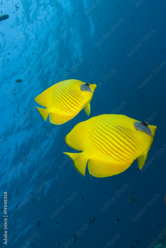 Naklejka premium Vibrant yellow tropical fish