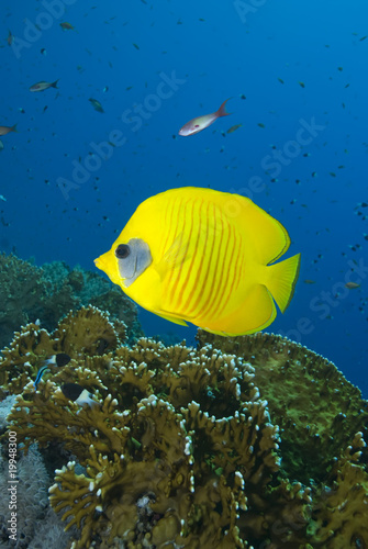 Vibrant yellow tropical fish