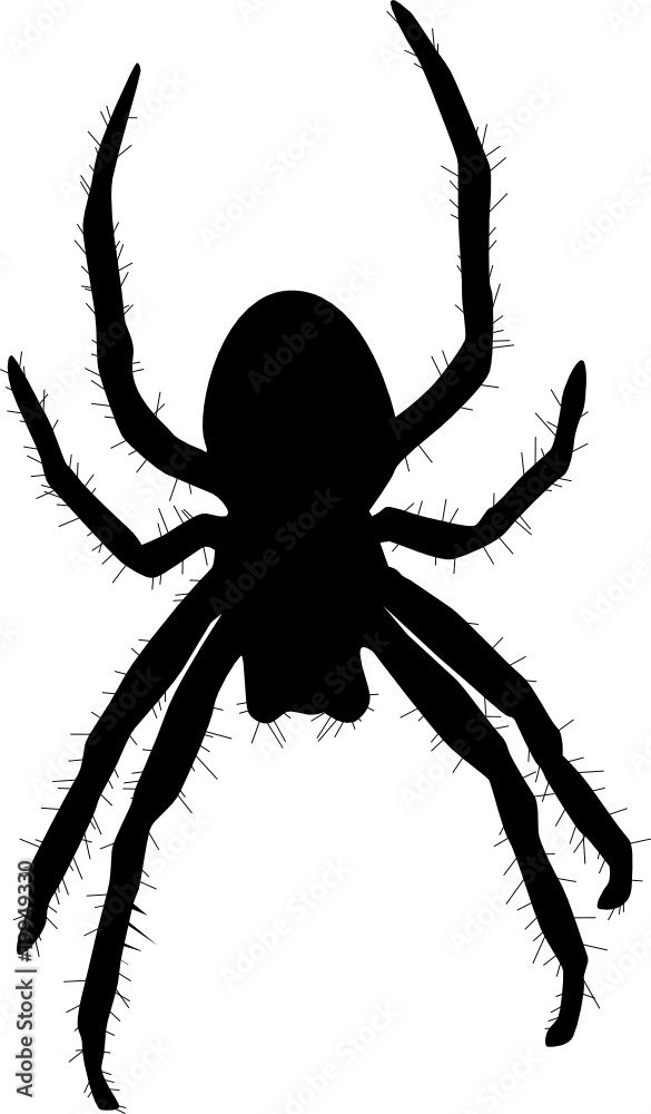 Spinne