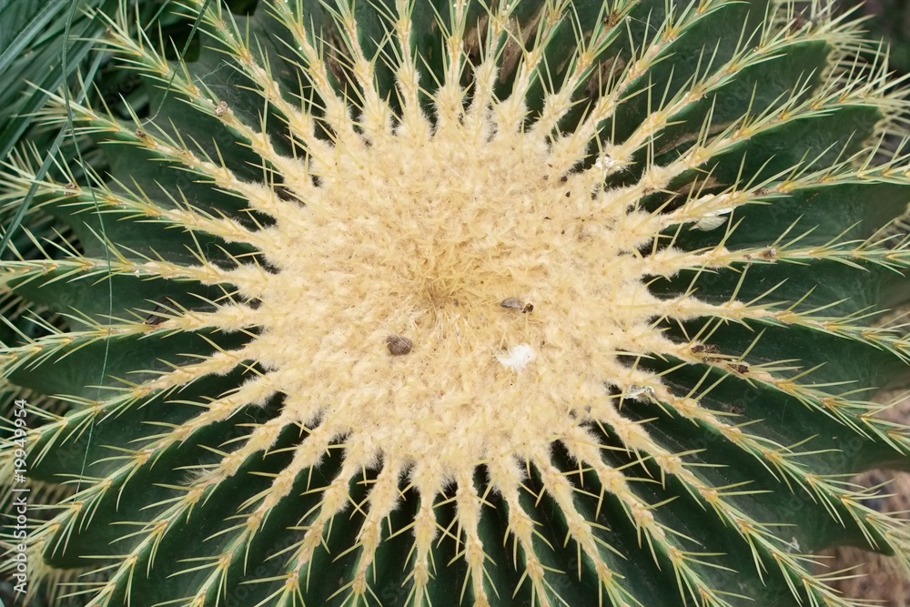 Fototapeta premium Echinocactus grusonii