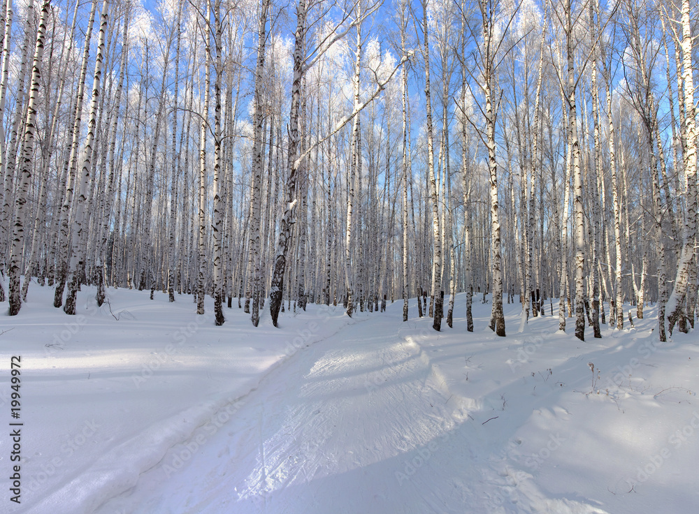 Obraz premium Birch forest. Winter serenity