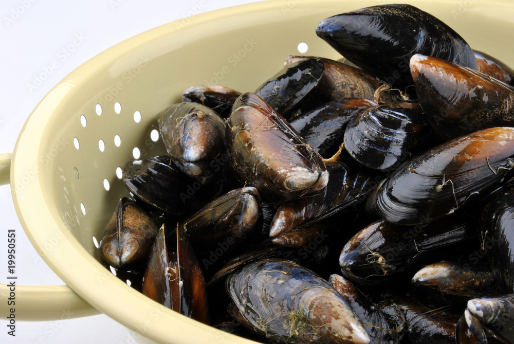 organic mussel ready to clean in a sieves organic mussel ready to clean in a sieves