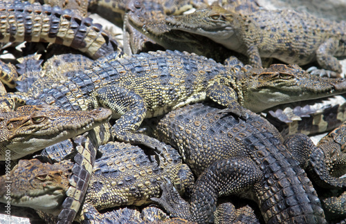 Many crocodiles to background