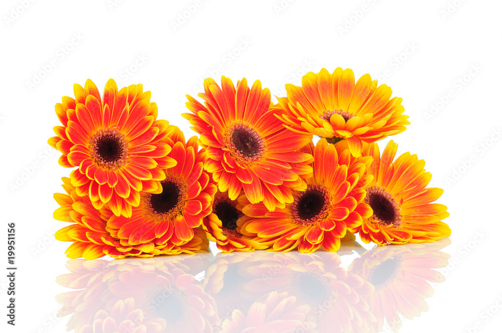 Gerber flowers isolated on white Gerber flowers isolated on white