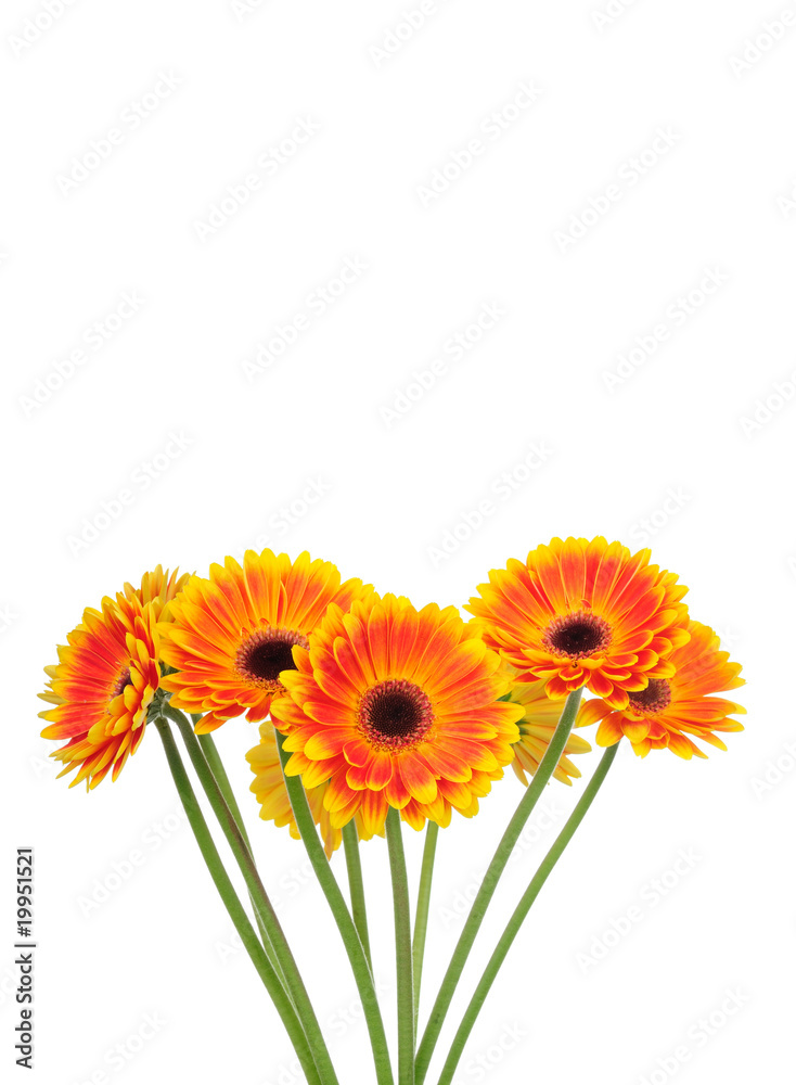 Gerber flowers isolated on white Gerber flowers isolated on white