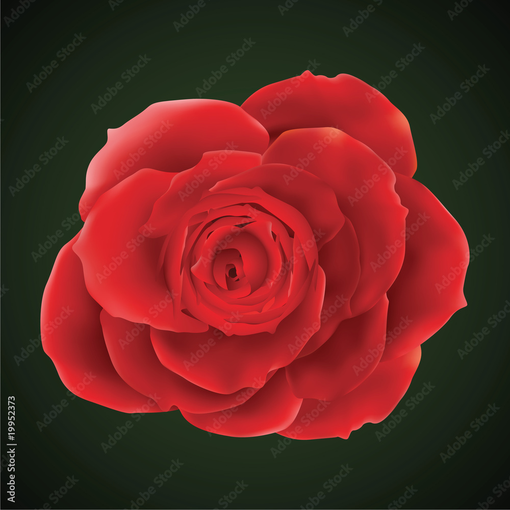 Vector photorealistic rose Vector photorealistic rose