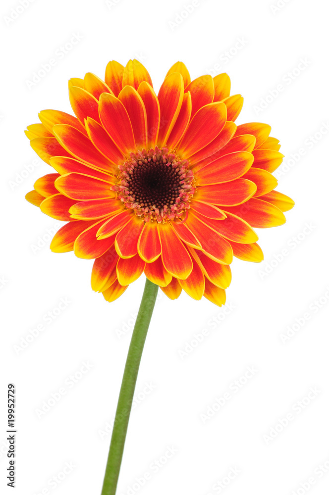 Gerber flower isolated on white