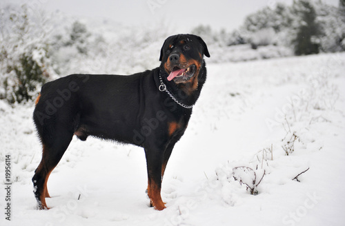 rottweiler dans la neige