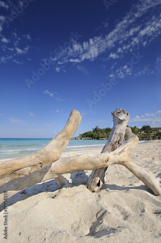 A view of dried trunk over sand on jibacoa beach, cuba