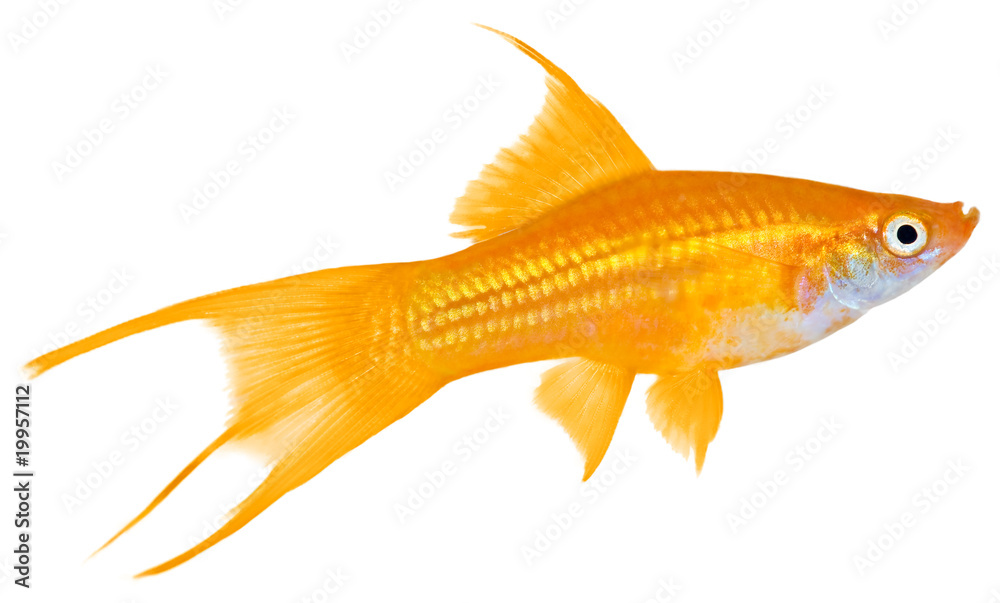 Swordtail Fish Swordtail Fish