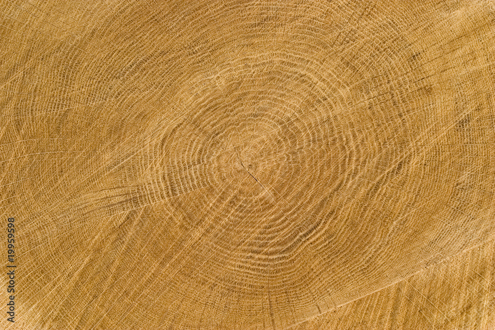 Fototapeta premium Drewno dębowe