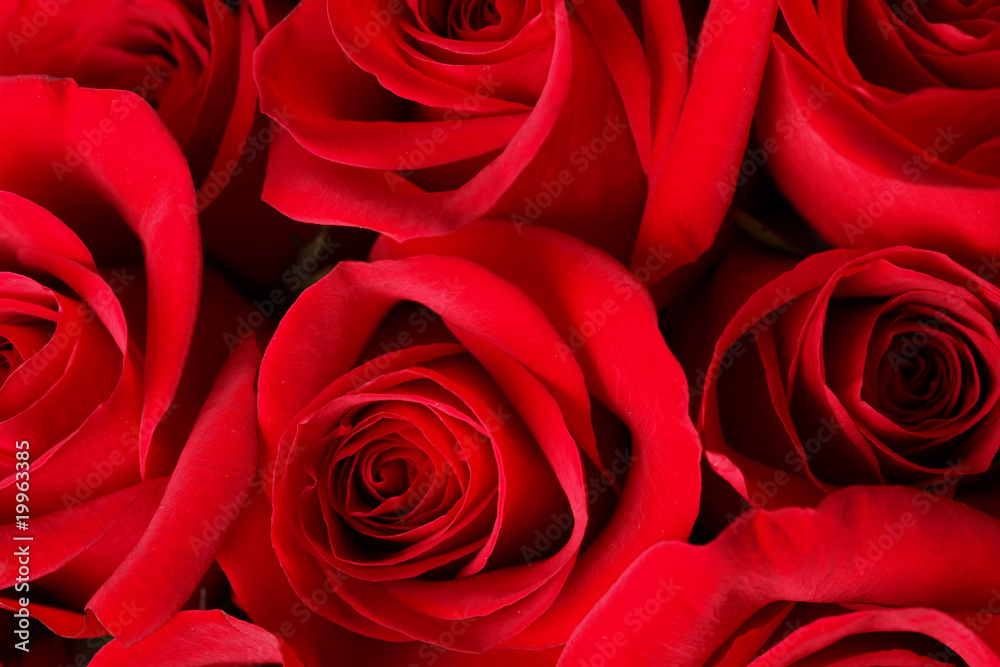 Roses Roses