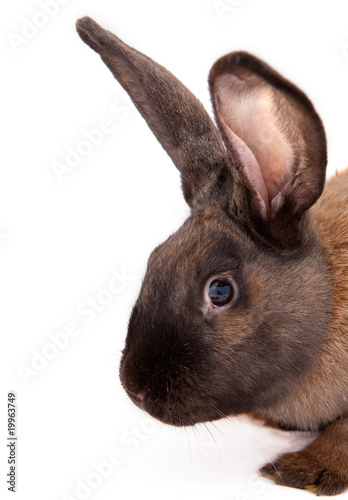 just a rabbit