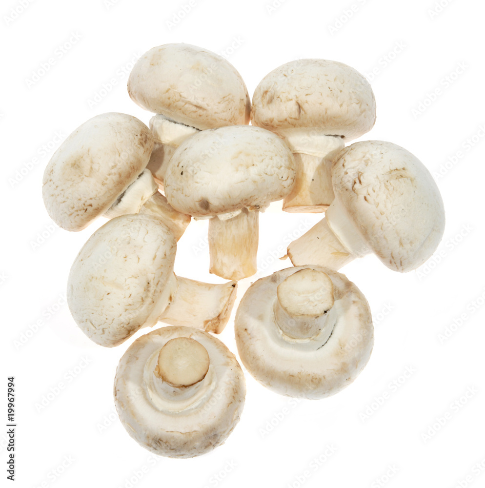 White mushrooms, champignon, (Agaricus bisporus) White mushrooms, champignon, (Agaricus bisporus)