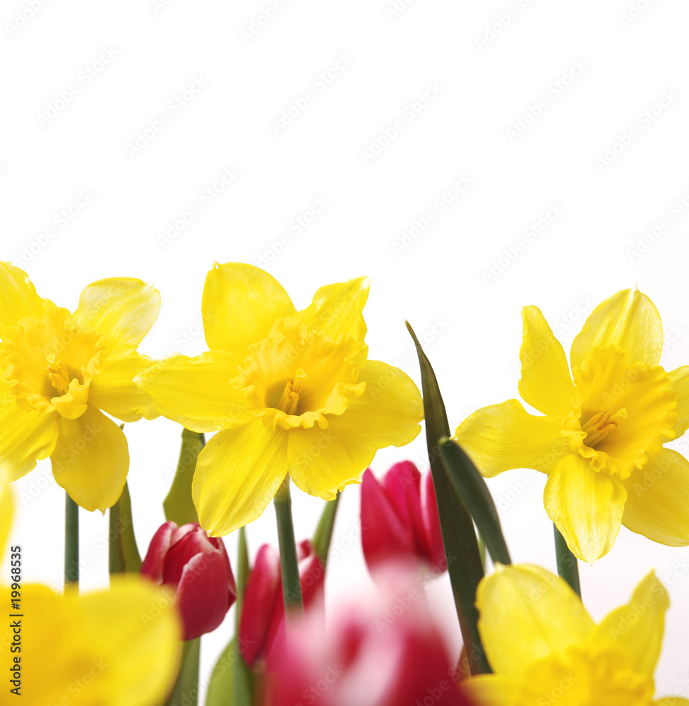 Narzissen und Tulpen Narzissen und Tulpen