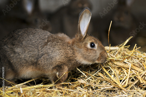 Junges Kaninchen im Stall