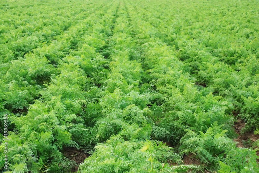 Naklejka premium Carrots field