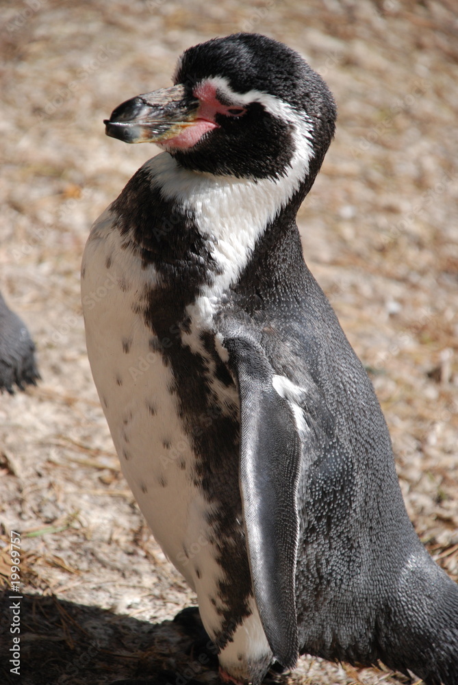 Obraz premium le manchot