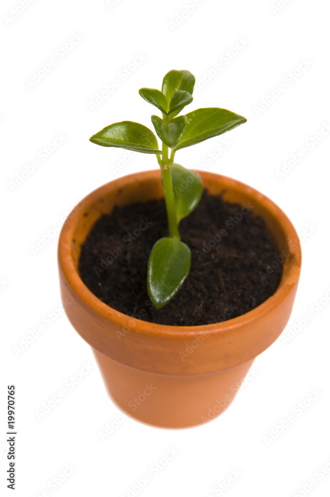 seedling in flowerpot seedling in flowerpot